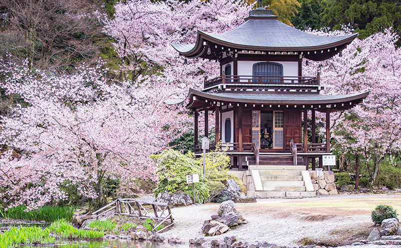 桜の見どころ物件大集合！